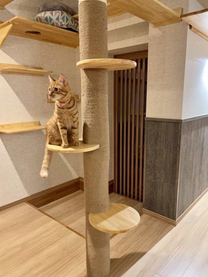 キャットウォーク