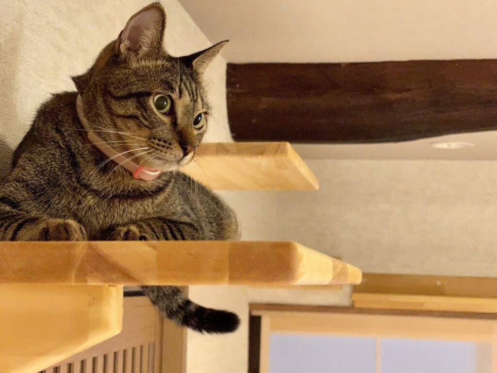 ペットに優しい家